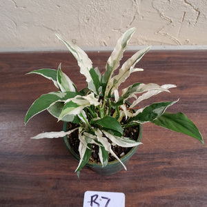 #R7 Spathiphyllum 'Monet'