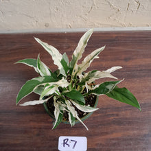 Load image into Gallery viewer, #R7 Spathiphyllum &#39;Monet&#39;