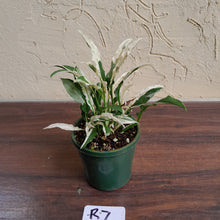 Load image into Gallery viewer, #R7 Spathiphyllum &#39;Monet&#39;