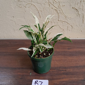 #R7 Spathiphyllum 'Monet'