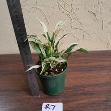 Load image into Gallery viewer, #R7 Spathiphyllum &#39;Monet&#39;