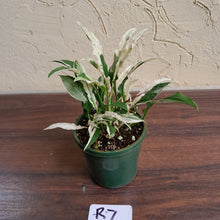 Load image into Gallery viewer, #R7 Spathiphyllum &#39;Monet&#39;