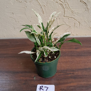 #R7 Spathiphyllum 'Monet'