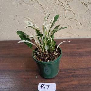 #R7 Spathiphyllum 'Monet'