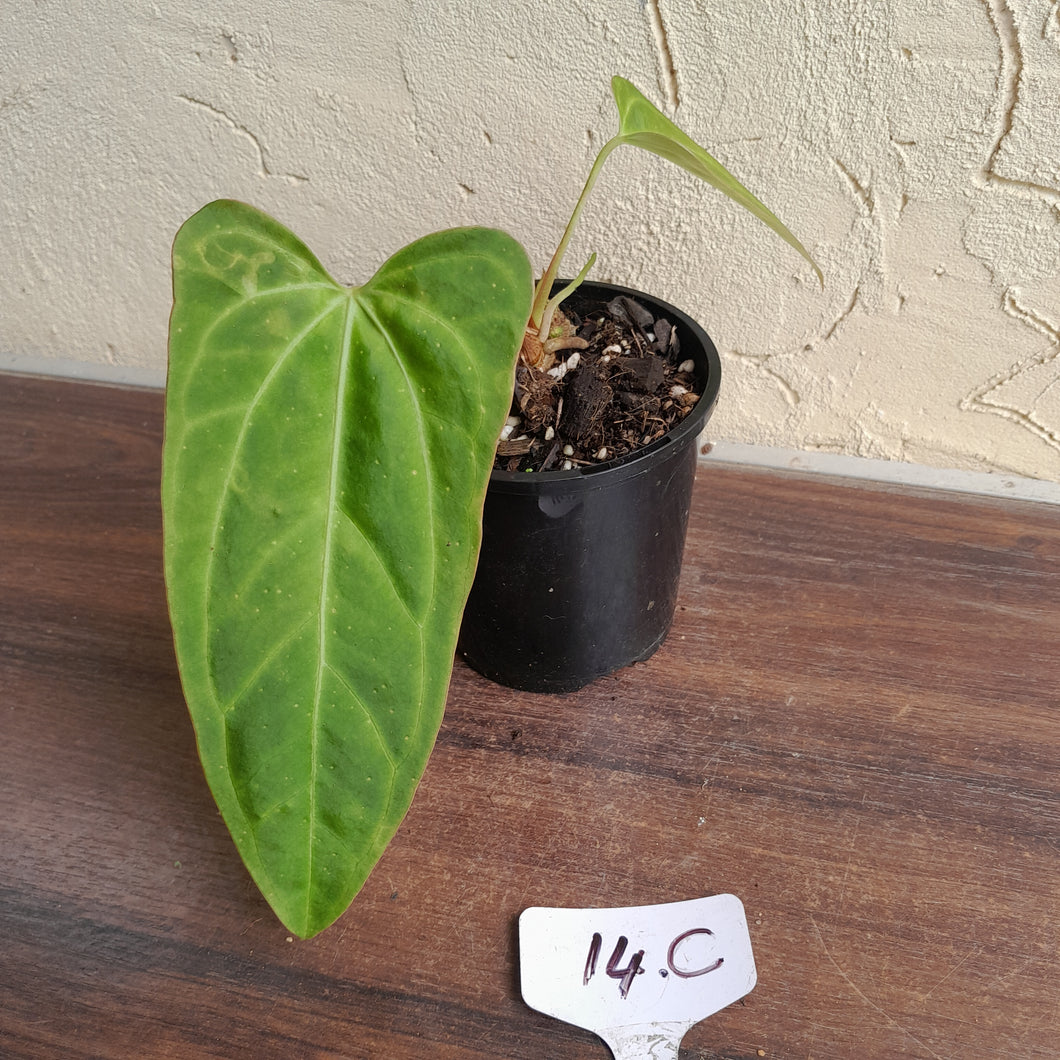 #14c Anthurium Betty Sanguineum