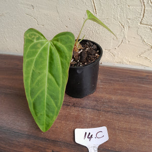 #14c Anthurium Betty Sanguineum