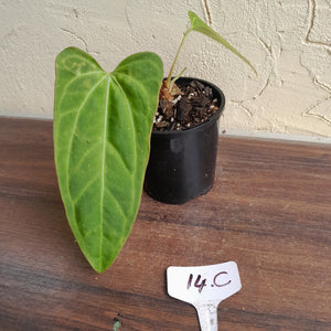 #14c Anthurium Betty Sanguineum