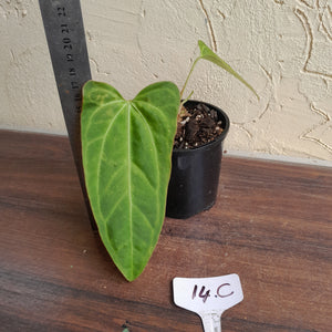 #14c Anthurium Betty Sanguineum