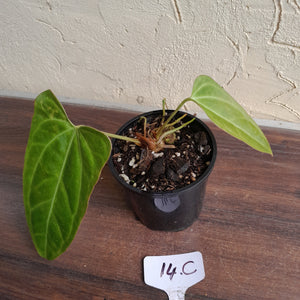 #14c Anthurium Betty Sanguineum