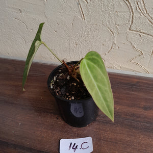 #14c Anthurium Betty Sanguineum