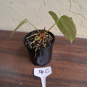 #14c Anthurium Betty Sanguineum