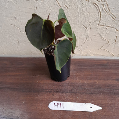 #M91 Philodendron Lupinum