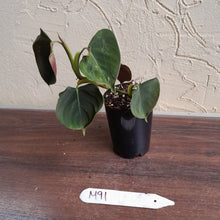 Load image into Gallery viewer, #M91 Philodendron Lupinum
