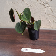 Load image into Gallery viewer, #M91 Philodendron Lupinum