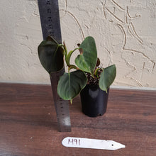 Load image into Gallery viewer, #M91 Philodendron Lupinum