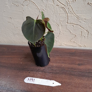 #M91 Philodendron Lupinum