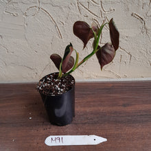 Load image into Gallery viewer, #M91 Philodendron Lupinum