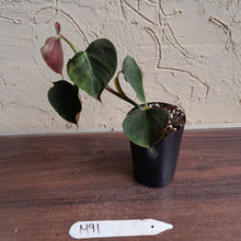 Load image into Gallery viewer, #M91 Philodendron Lupinum