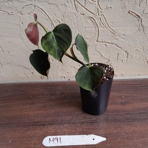 #M91 Philodendron Lupinum