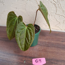 Load image into Gallery viewer, #G3 Anthurium Papillilaminum x - 3 x Shoots