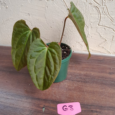 #G3 Anthurium Papillilaminum x - 3 x Shoots