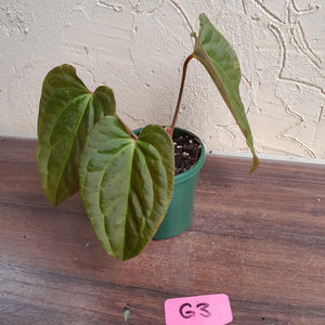 #G3 Anthurium Papillilaminum x - 3 x Shoots