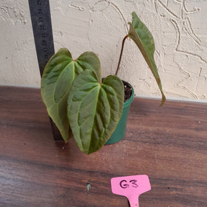 #G3 Anthurium Papillilaminum x - 3 x Shoots