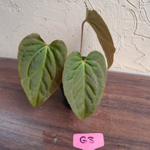 Load image into Gallery viewer, #G3 Anthurium Papillilaminum x - 3 x Shoots