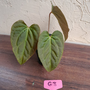 #G3 Anthurium Papillilaminum x - 3 x Shoots