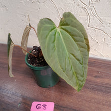 Load image into Gallery viewer, #G3 Anthurium Papillilaminum x - 3 x Shoots