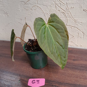 #G3 Anthurium Papillilaminum x - 3 x Shoots