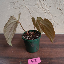 Load image into Gallery viewer, #G3 Anthurium Papillilaminum x - 3 x Shoots