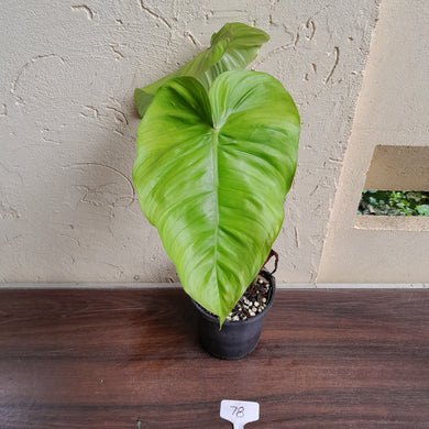 #78 Philodendron Tenue x Plowmanii
