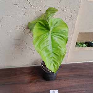 #78 Philodendron Tenue x Plowmanii