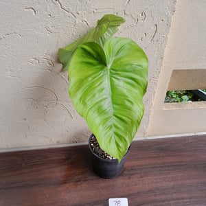 #78 Philodendron Tenue x Plowmanii