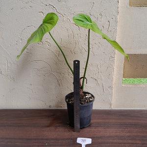 #78 Philodendron Tenue x Plowmanii