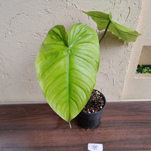 #78 Philodendron Tenue x Plowmanii