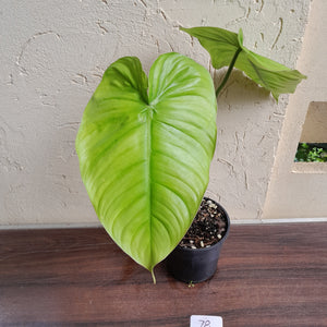 #78 Philodendron Tenue x Plowmanii