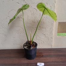 Load image into Gallery viewer, #78 Philodendron Tenue x Plowmanii