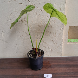 #78 Philodendron Tenue x Plowmanii