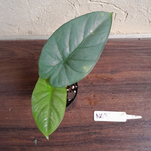Load image into Gallery viewer, #N03 Alocasia Corazon