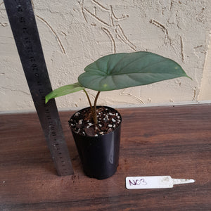#N03 Alocasia Corazon