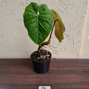 #59 Philodendron Majestic