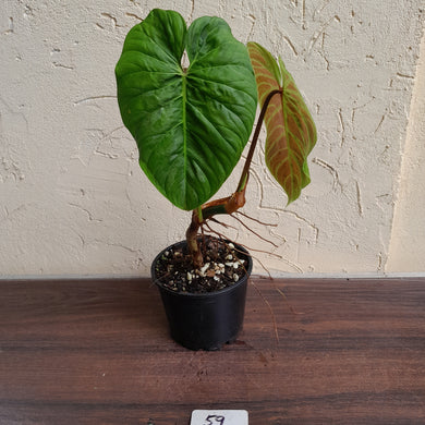 #59 Philodendron Majestic