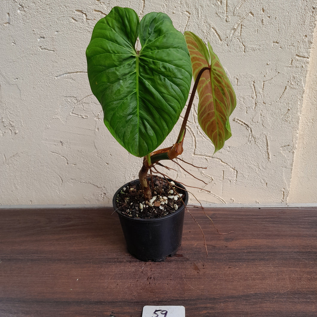 #59 Philodendron Majestic