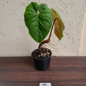 #59 Philodendron Majestic