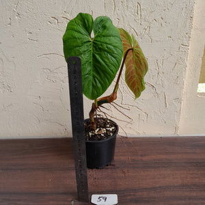 #59 Philodendron Majestic