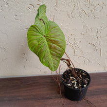 Load image into Gallery viewer, #59 Philodendron Majestic