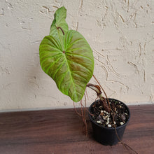 Load image into Gallery viewer, #59 Philodendron Majestic