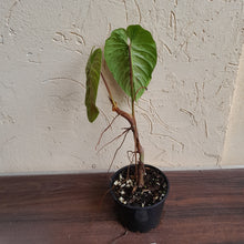 Load image into Gallery viewer, #59 Philodendron Majestic
